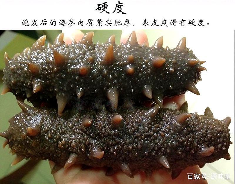 野生干海参鉴别三招,干海参的食用方法及禁忌和副作用