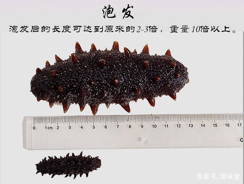 野生干海参鉴别三招,干海参的食用方法及禁忌和副作用