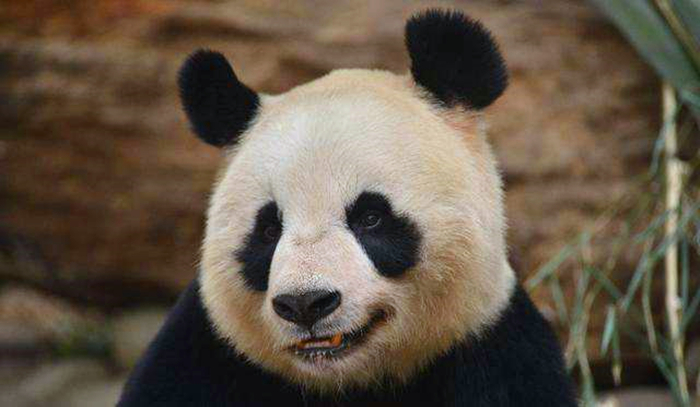 阿拉斯加肥胖的影响,阿拉斯加过于肥胖