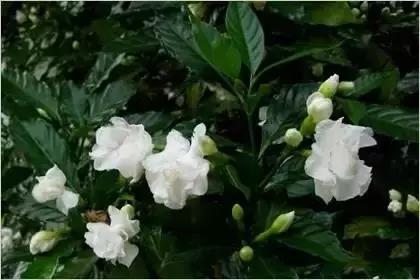 什么花朵的花语是救赎的花语,花语大全花的数量