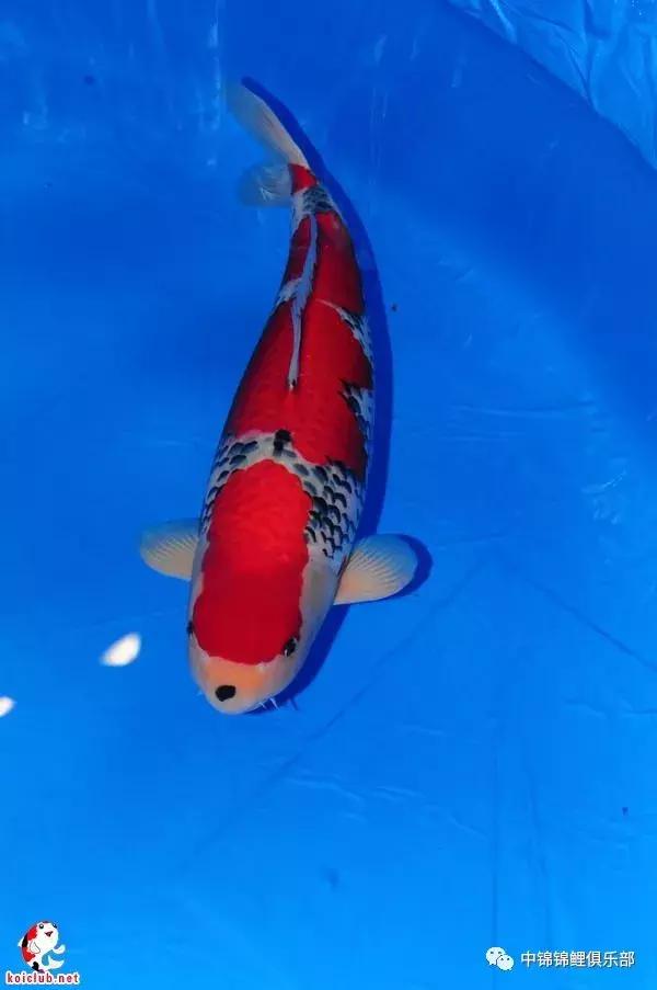 买锦鲤是集中买还是一条条买,买锦鲤买多大的合适