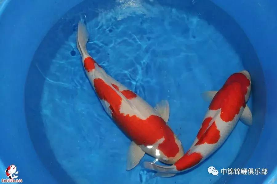 买锦鲤是集中买还是一条条买,买锦鲤买多大的合适