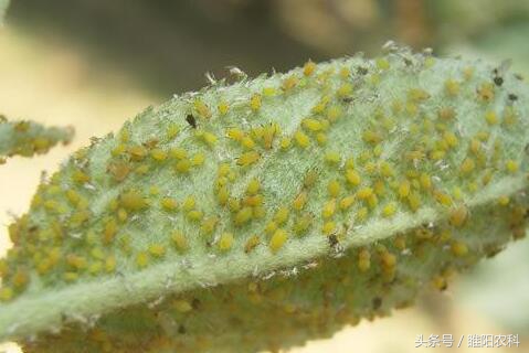 15分钟见效的药是什么,40分钟特效药