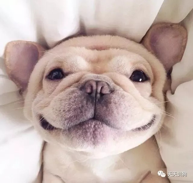 养狗知识博主推荐,养狗的注意事项和知识