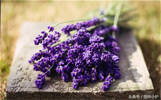 10种超美的紫红色花,十种最漂亮的深紫色花