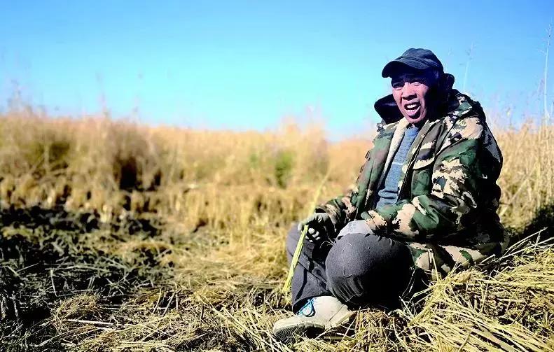 吉粳511和吉粳81,吉粳511多少钱一斤