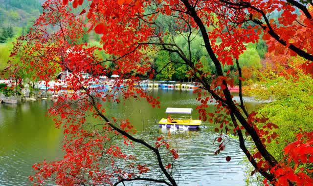 济南红叶谷在济南什么位置,山东济南红叶谷秋色