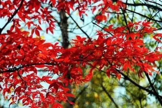 济南红叶谷在济南什么位置,山东济南红叶谷秋色