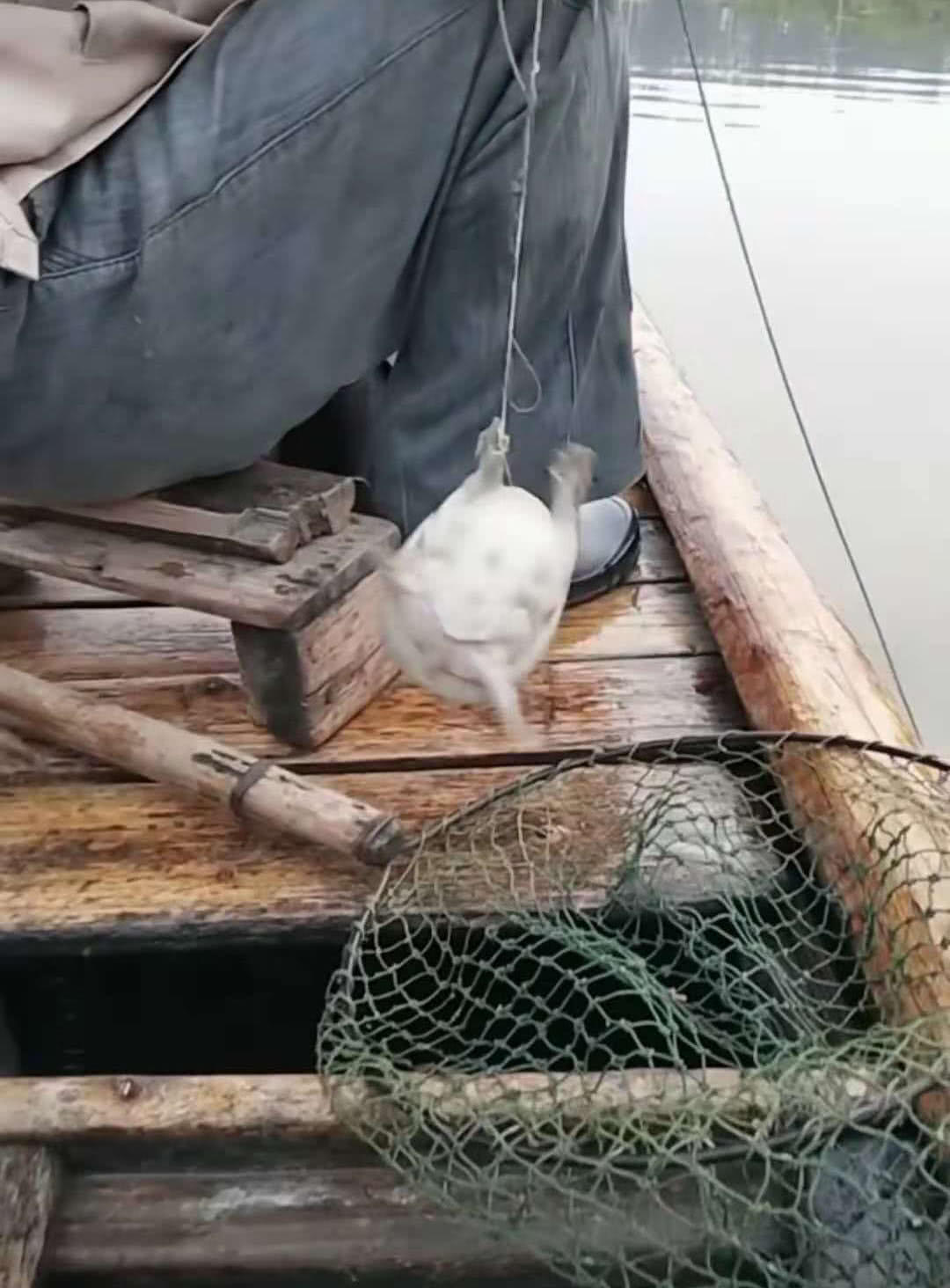 诱捕甲鱼的方法,诱捕野生甲鱼的最快方法视频