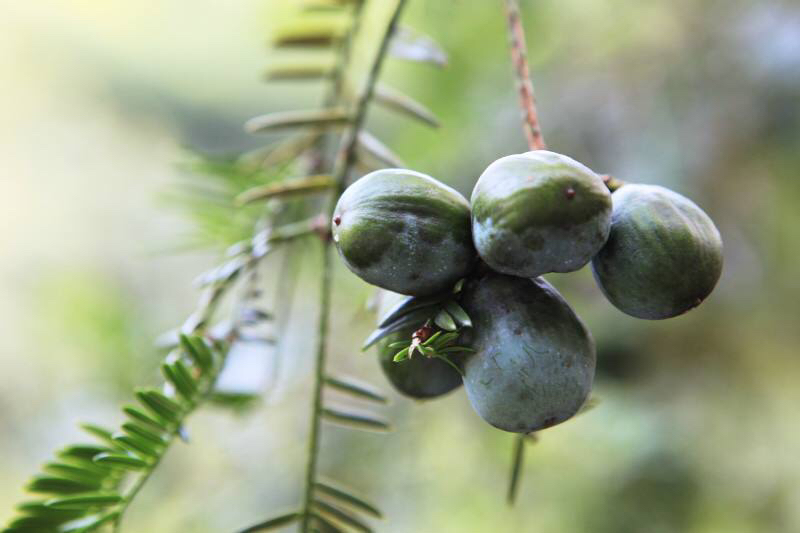中草药榧子产自于哪里,木榧与香榧的区别