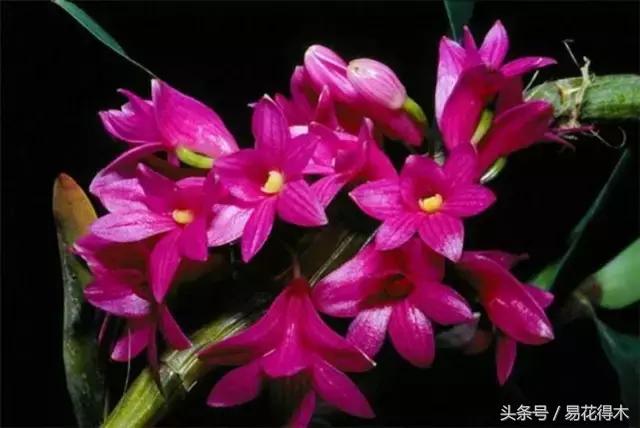 香蕉兰和翠兰有什么区别,兰花四季兰最好最香的品种