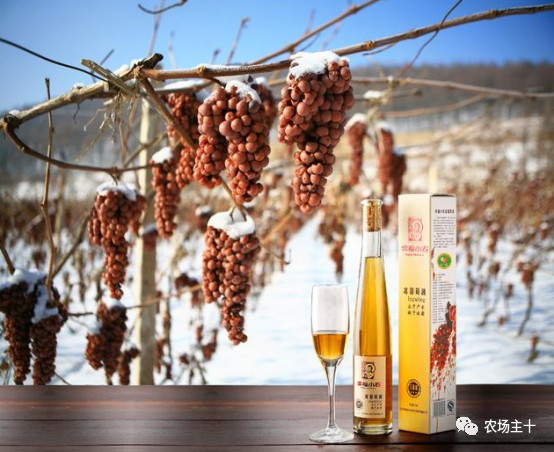 他用一块地做火2个产业，在冰葡萄田里把黑豆卖出4000万