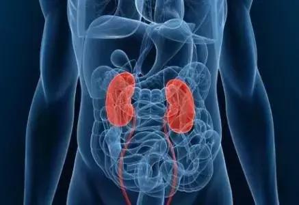 一个人可以有三个肾吗,拥有四个肾是种什么体验