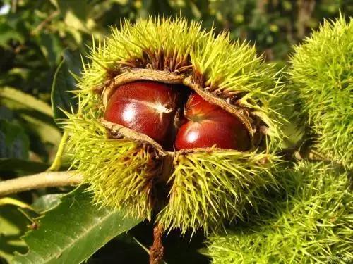 大悟,一个和婺源相媲美的地方,等了一整年的最红秋色终于来了!