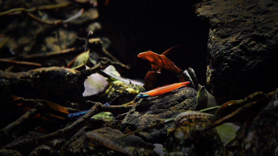 长城杯溪流造景大赛,长城杯造景大赛