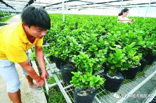 佛手栽培技术大全书籍,佛手栽培技术