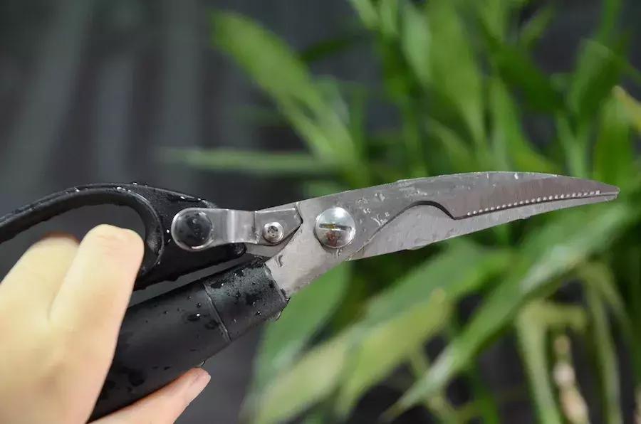 2018年华农兄弟吃的竹鼠,华农兄弟吃竹鼠的一百种理由