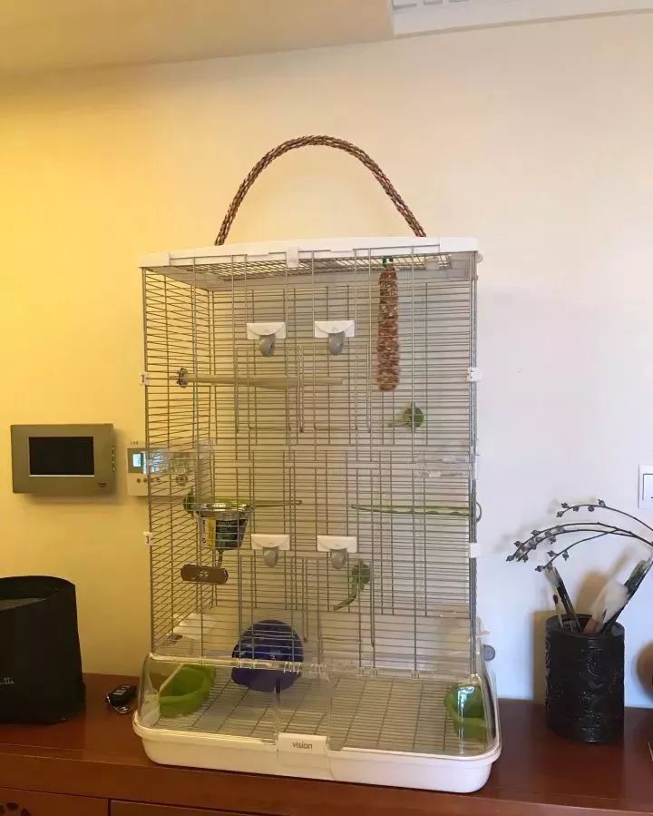 新手养的鹦鹉各优缺点,养鹦鹉少走30年弯路