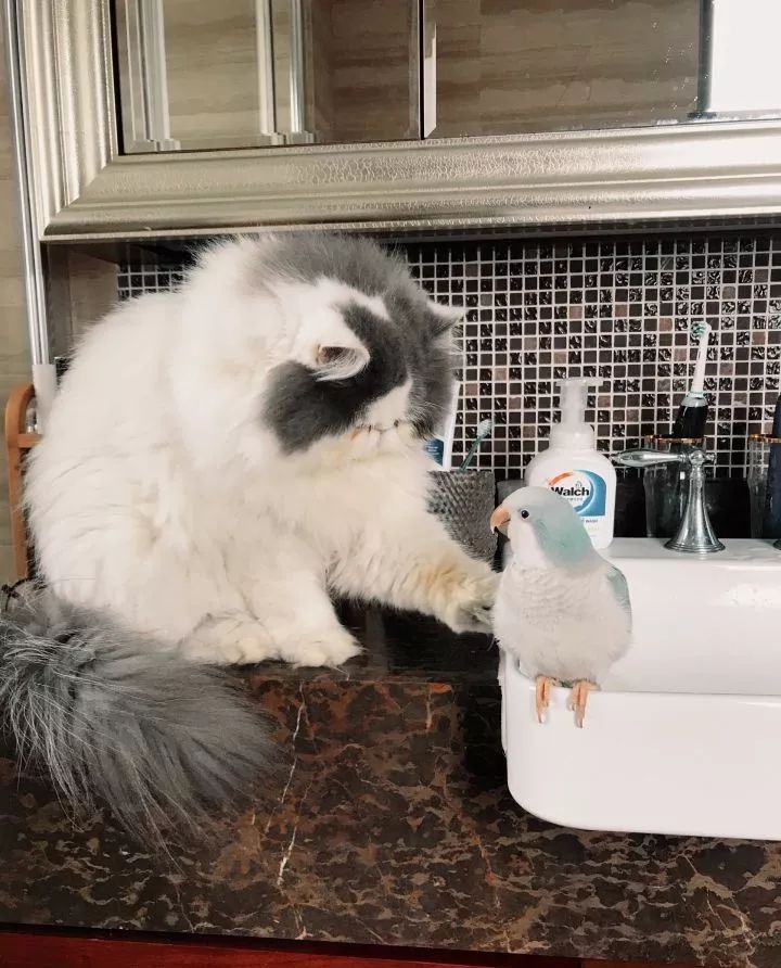 养鹦鹉少走30年弯路,新手养的鹦鹉各优缺点