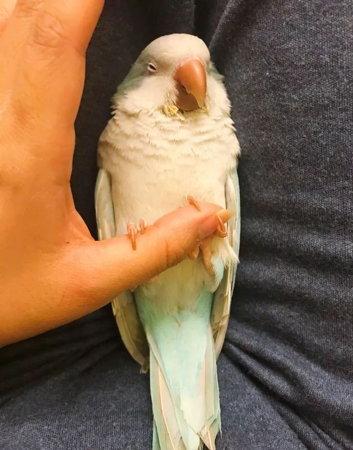 新手养的鹦鹉各优缺点,养鹦鹉少走30年弯路