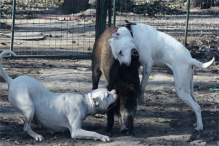 杜高好养活吗,怎么样让杜高变得凶猛