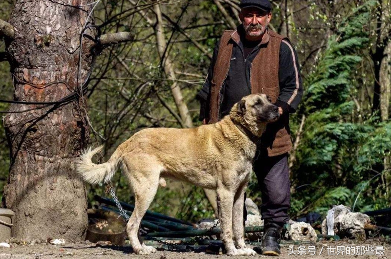 世界十大猛犬排名为啥没有藏獒呢,中国十大猛犬排名可饲养