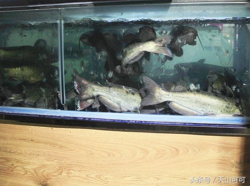 乌鲁木齐新疆传统烤鱼,新疆烤鱼哪种鱼好吃