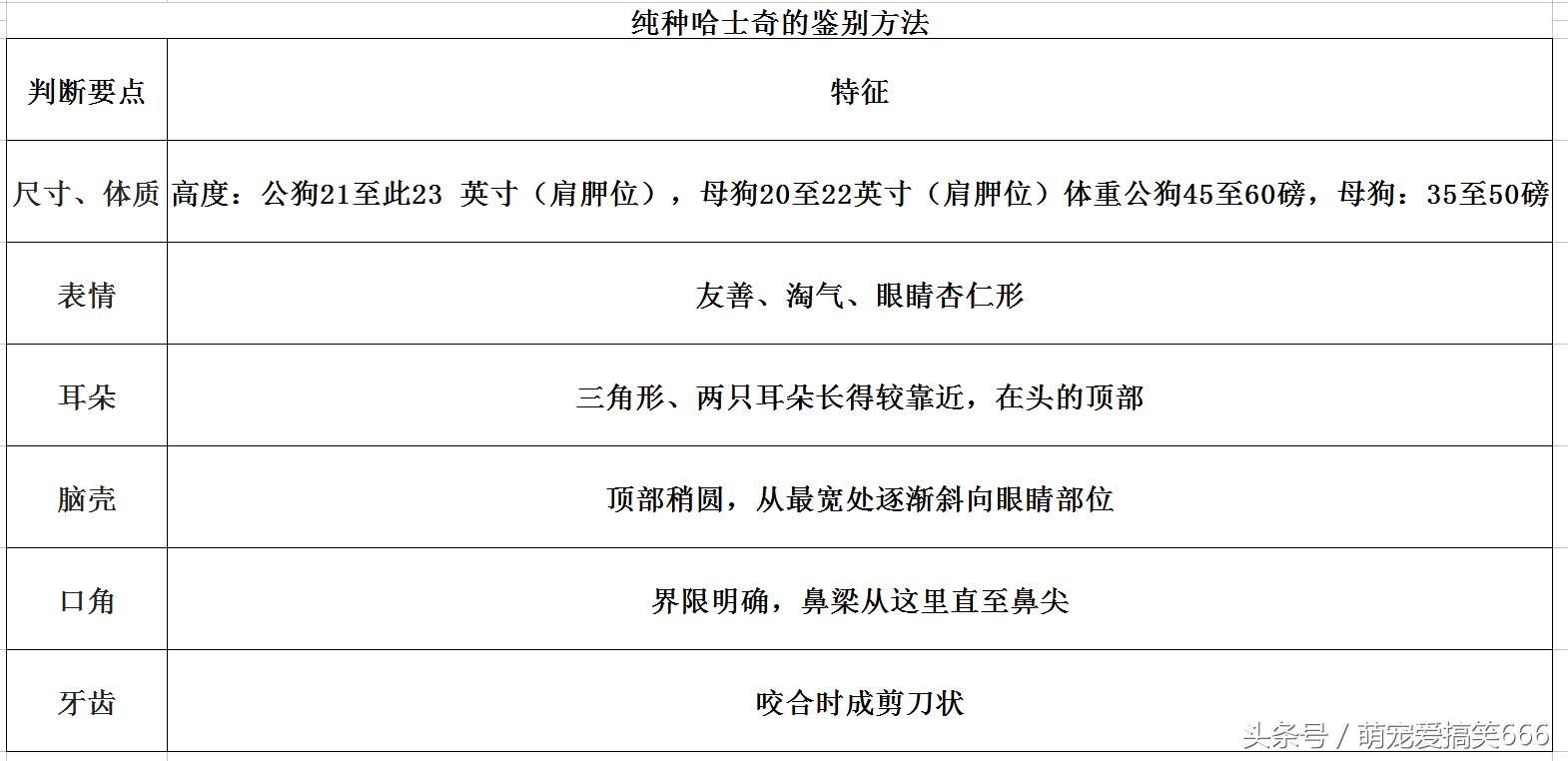 怎么辨别哈士奇的品种纯不纯,哈士奇怎么鉴别纯种