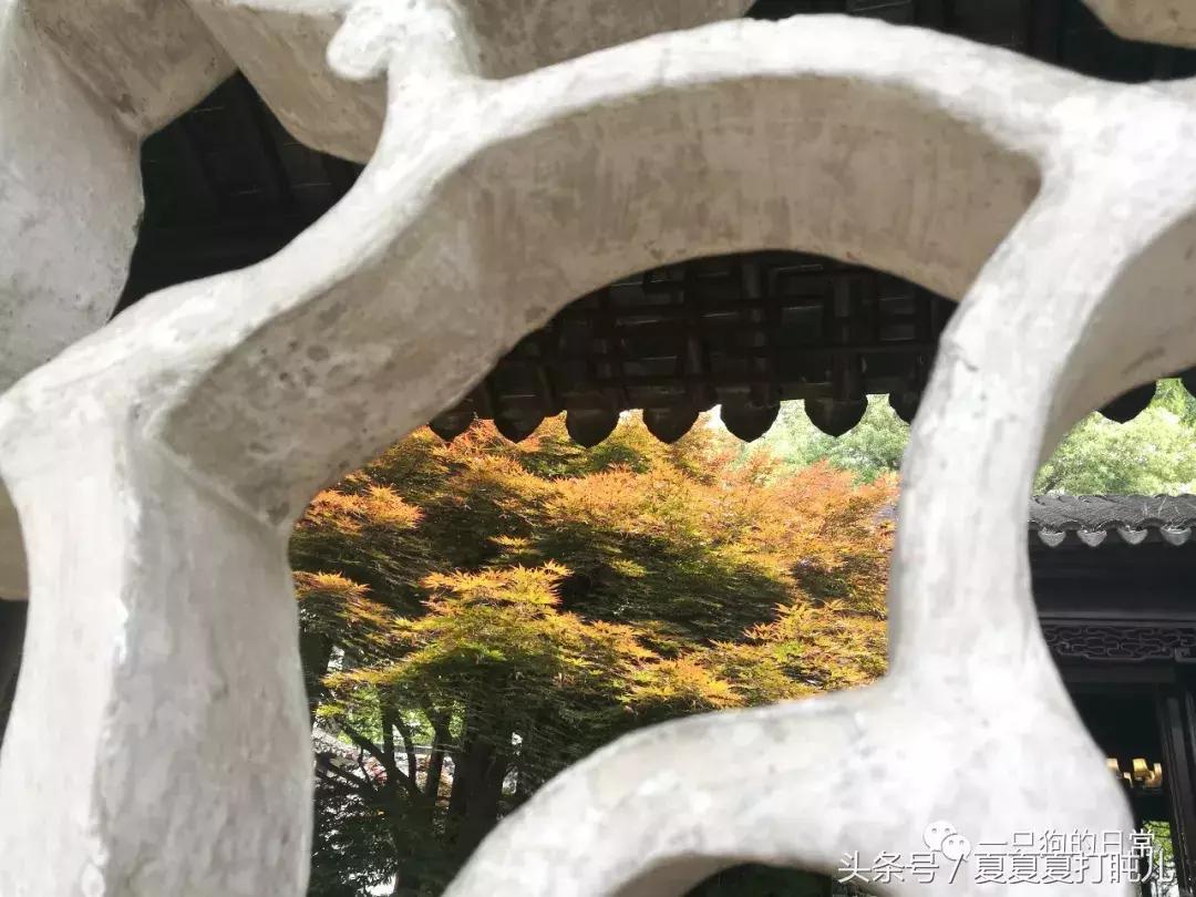 一只狗的旅游记,一只狗去洛阳旅游