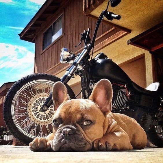 狗狗两只眼睛都长樱桃眼,狗狗樱桃眼用什么眼药水