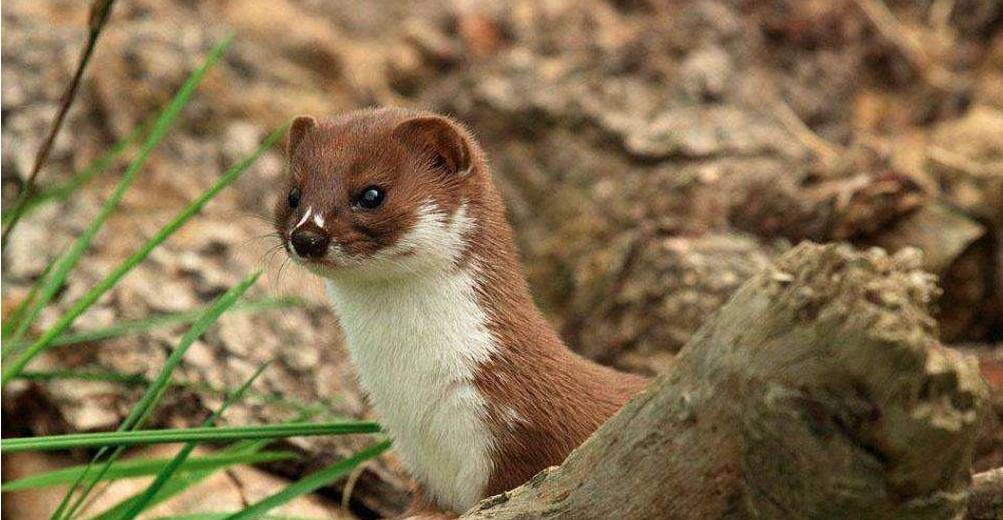 什么是胡黄白柳“四大门”？就是狐狸、黄鼠狼、刺猬、蛇四种动物