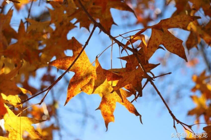 佳能单反相机型号排名及价格eosrp,现在佳能单反相机什么型号比较好