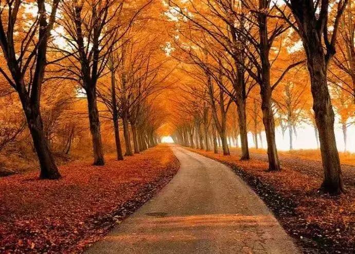 秋的魅力有多美,秋天是那样的迷人