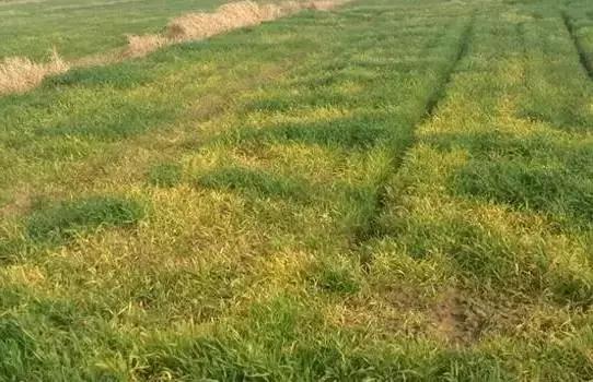 小麦除草剂甲基二磺隆药害怎么办,请问低温打除草剂对小麦有药害吗