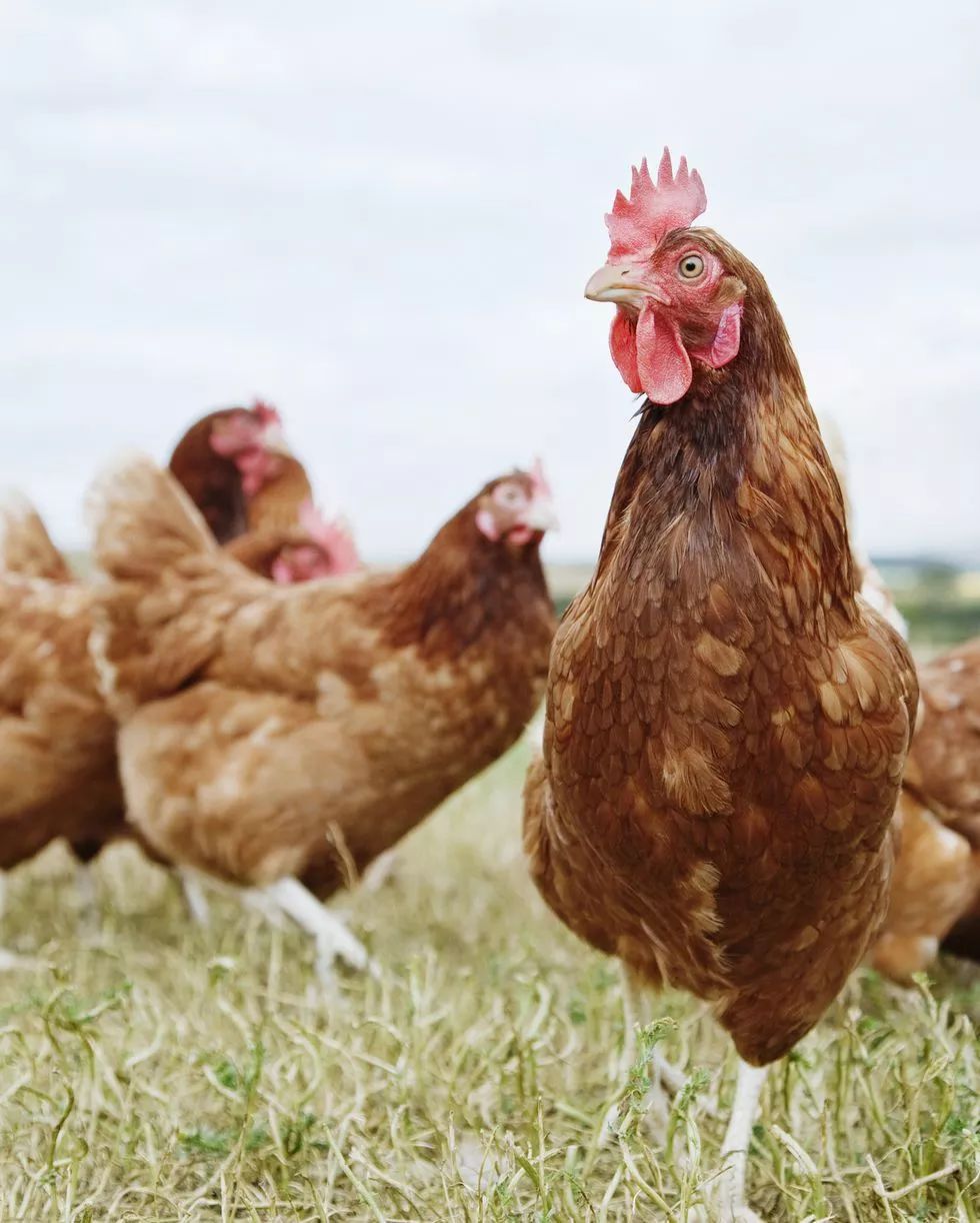 聊一聊焦虑症,千奇百怪的恐惧症