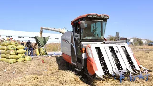 小站稻来源,小站稻是稻米还是粳米