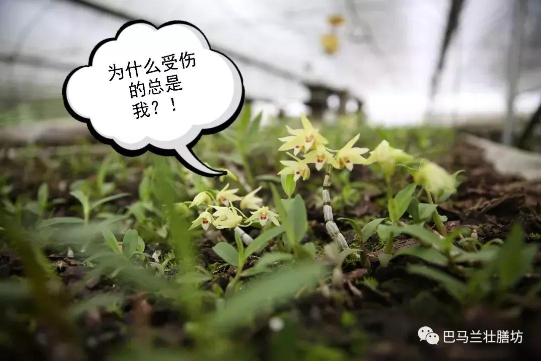 广西畅销的中药材,广西十大名贵药材排行榜