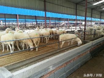 孕羊如何补营养,小羊的饲养方法和注意事项