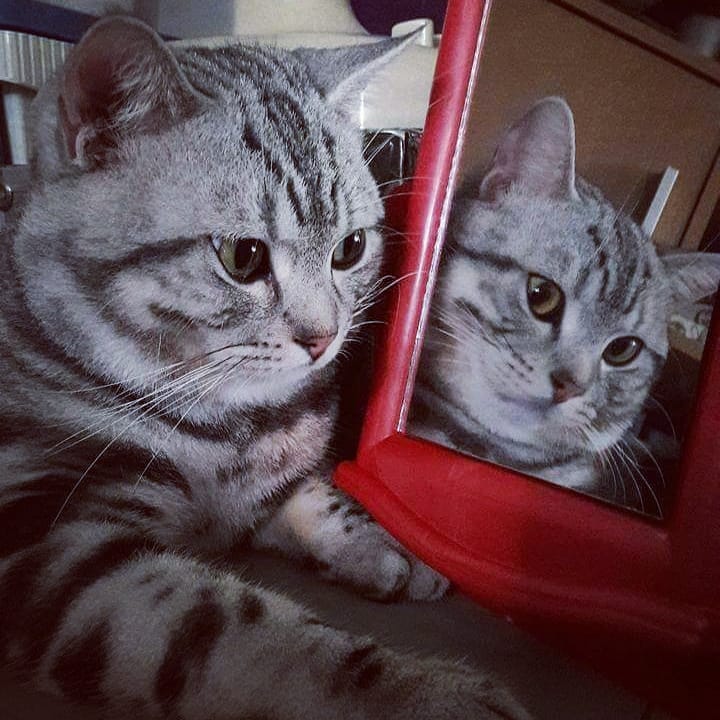 养猫的基础知识有哪些呢,养猫必须知道的几件事有哪些