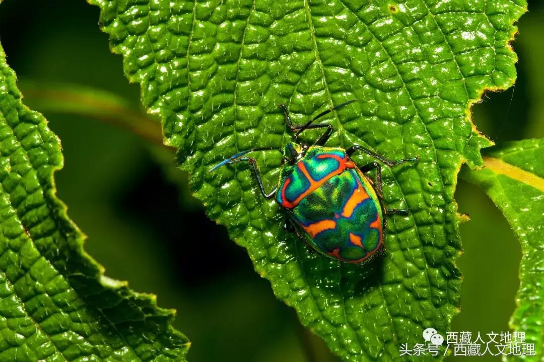 不可思议的林芝：高原荒凉刻板印象的颠覆者