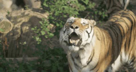 森林动物园多高收门票,森林动物园套票价格表