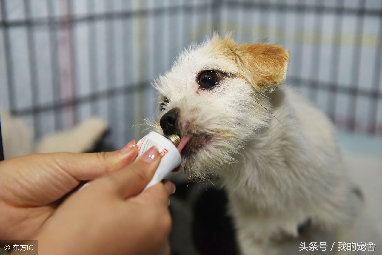 小狗有点拉肚子该怎么办,小狗有点受凉拉稀怎么办