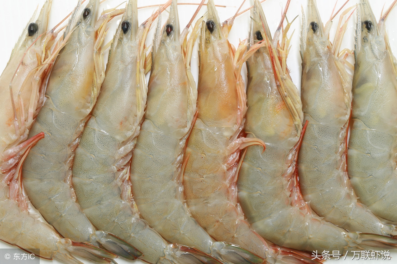 南美白对虾知识,关于南美白对虾的讲解
