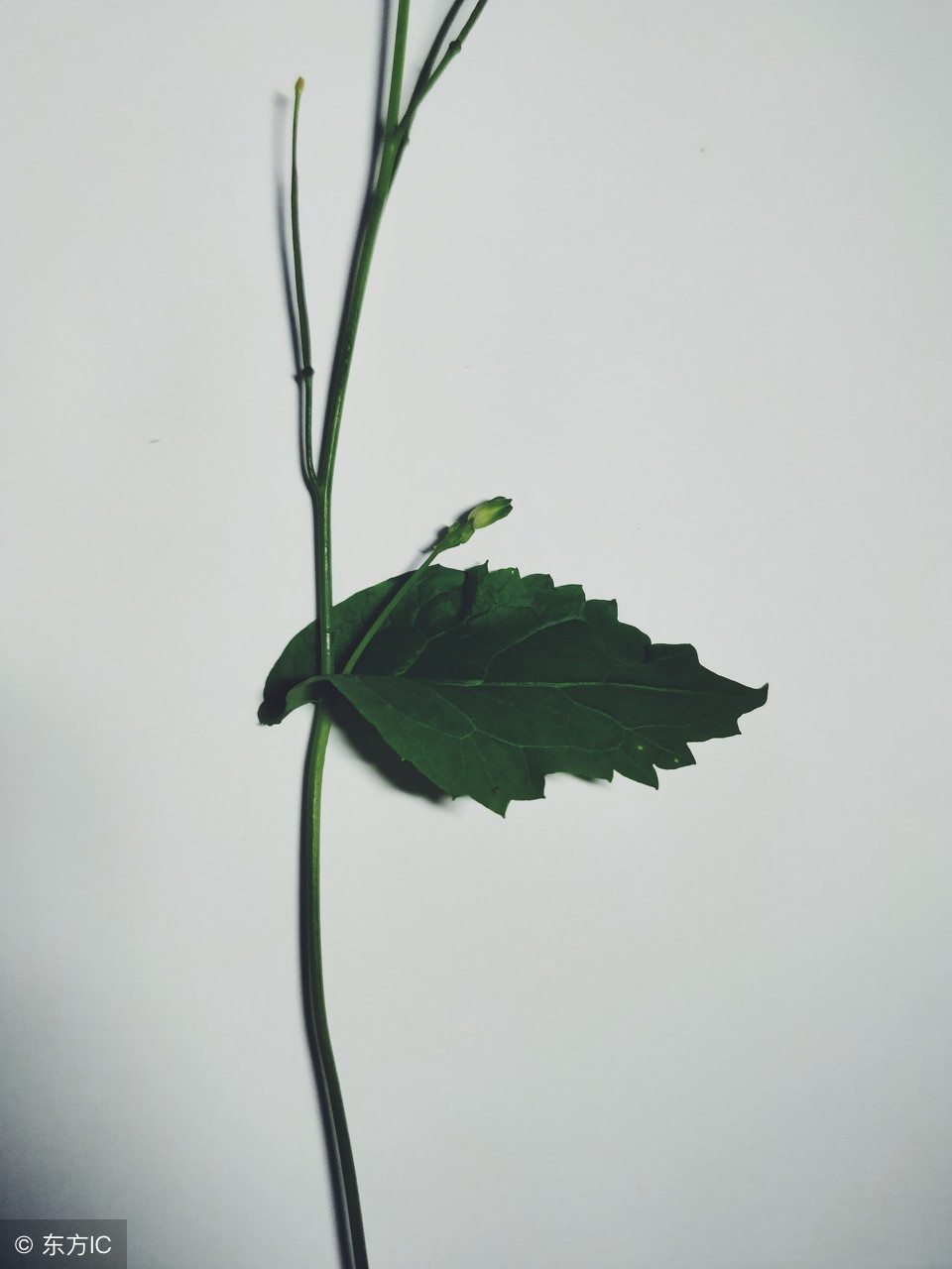 幼儿园用干树枝做成的手工,树枝创意100种手工画幼儿园