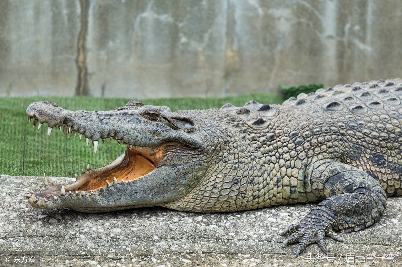 变异狂暴鳄鱼简笔画,鳄鱼爱上长颈鹿简笔画