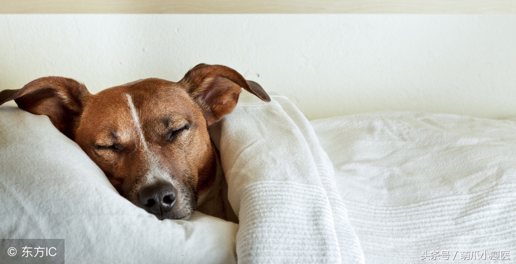 怎么解决狗狗反胃呕吐问题,狗狗嘴边挂粘稠口水还呕吐咋回事