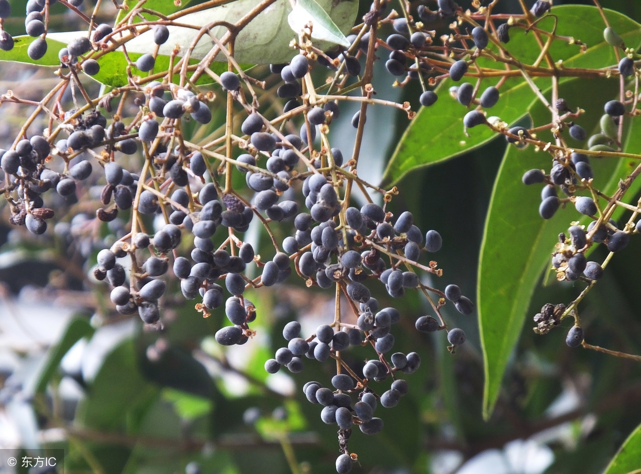 女贞子和旱莲子煎水方法,女贞子旱莲草加补阳的药
