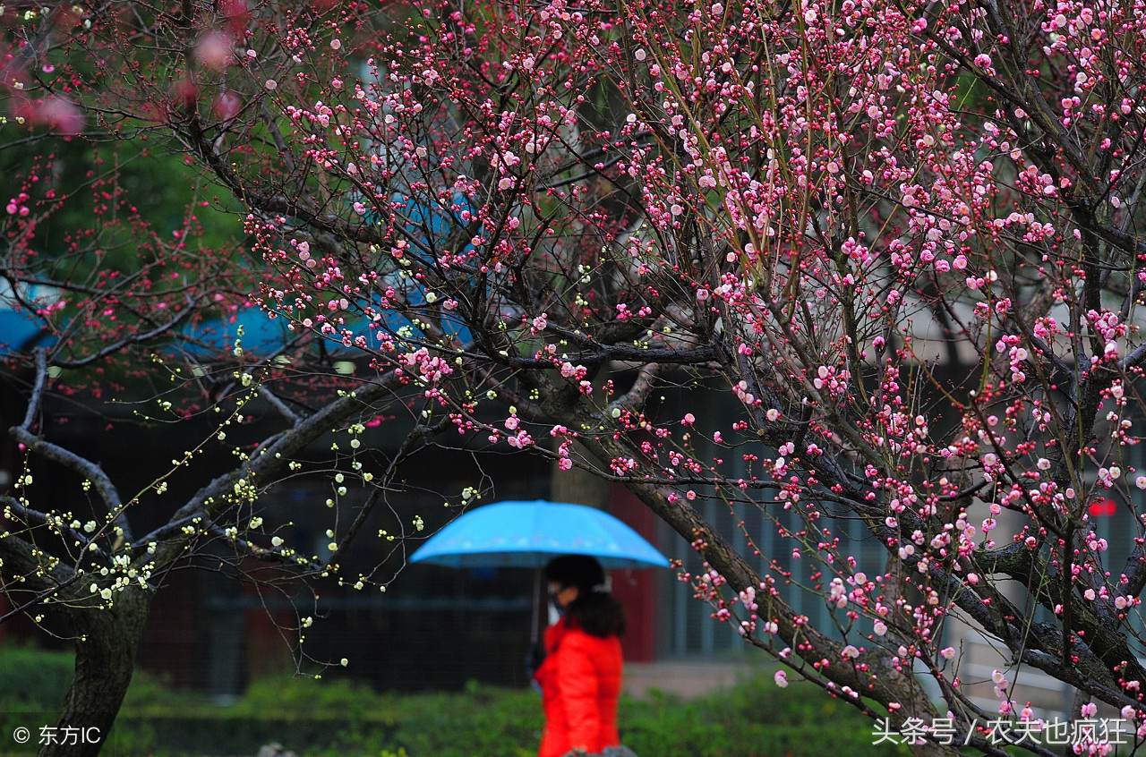 关于立春的俗语农谚有哪些,立春遇上倒春寒农谚咋说