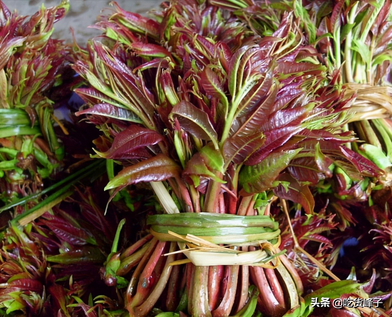 怎么区分香椿和臭椿的区别图,怎么分清香椿和臭椿的区别图片