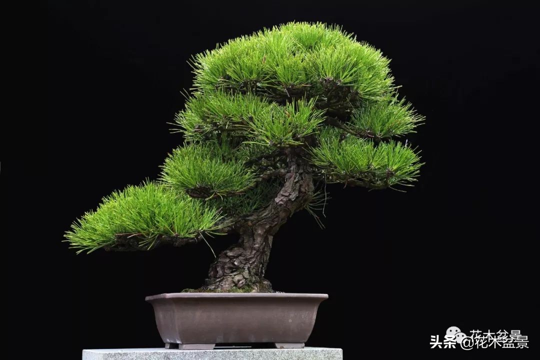 适合客厅养的盆景植物,茶桌上养什么盆景植物